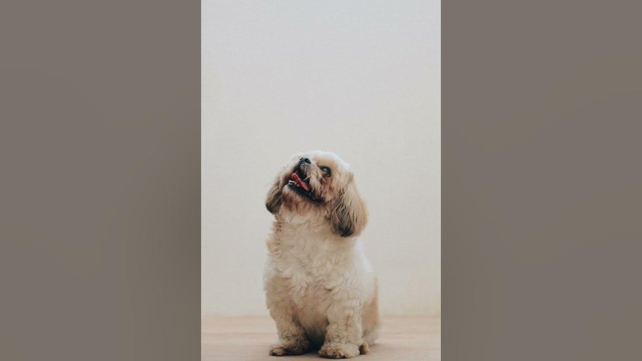 Dog Barking Sound Animal Sounds Sound Effect Ringtone YouTube