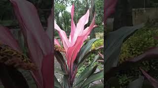 Ti plant | Cordyline fruticosa