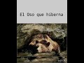 El Oso que Hiberna