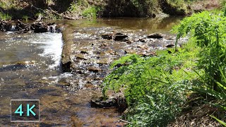 Creek Flowing Over Log - Sparkling Spring - 10 Hours Water Sounds - Nature Background - 4K - April