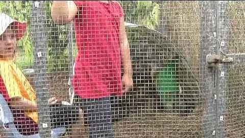 Observing Practice Series NQS PLP - Preschool conversations - Engaging with pets