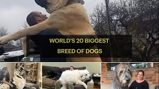 WORLD’s 20 BIGGEST BREED OF DOGS