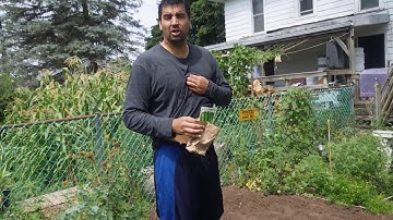 How Far Apart To Plant Cucumbers