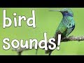 Bird Sounds!  Learning the sounds of Birds!