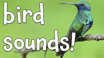 Bird Sounds!  Learning the sounds of Birds!