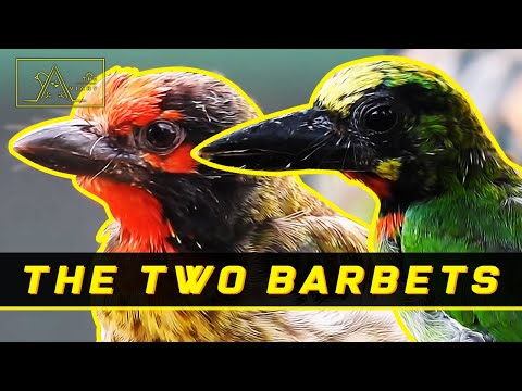 Video: Ang batik-batik na woodpecker ay isang bihasang ibon