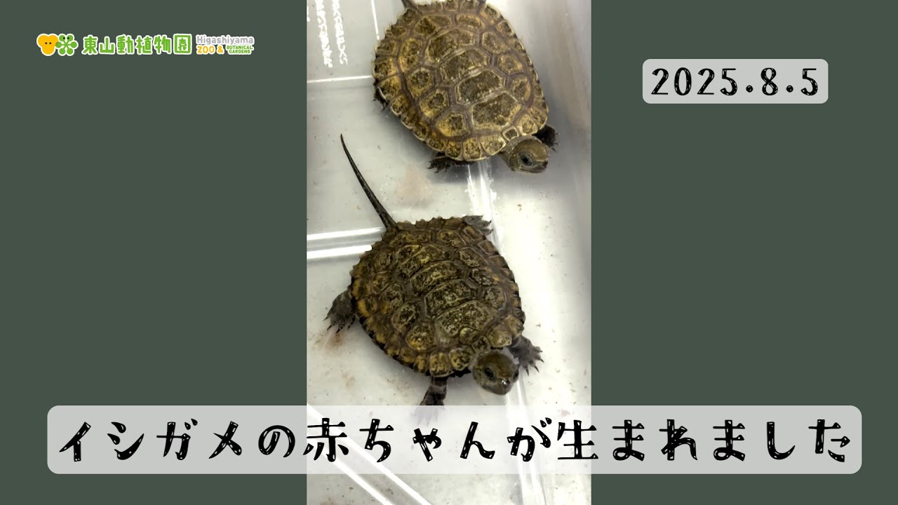 Higashiyama Zoo and Botanical Gardens Official] Baby Japanese pond