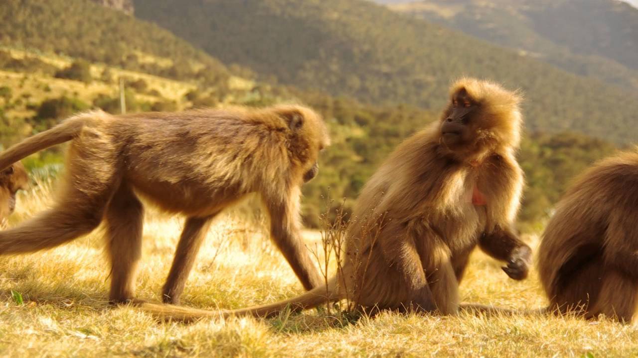 エチオピアの世界遺産 シミエン国立公園 のヒヒ Youtube エチオピアの世界遺産 シミエン国立公園 のヒヒ Youtube
