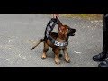 20 minutes of k9 takedowns