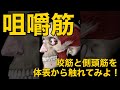 【咀嚼筋1】咬筋と側頭筋を体表から触れてみよ!