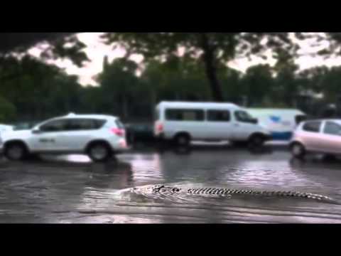 ჯერ კიდევ თავისუფალი ნიანგი თბილისის ქუჩებში