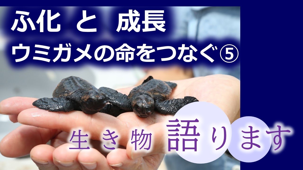 ウミガメのいる水族館は 飼育展示水族館とウミガメ情報まとめ アリエスコム Ariescom ウミガメのいる水族館は 飼育展示水族館とウミガメ情報まとめ アリエスコム Ariescom
