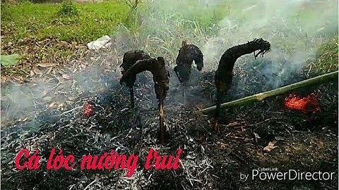 Cá lóc nướng trui ? đặc sản miền sông nước...