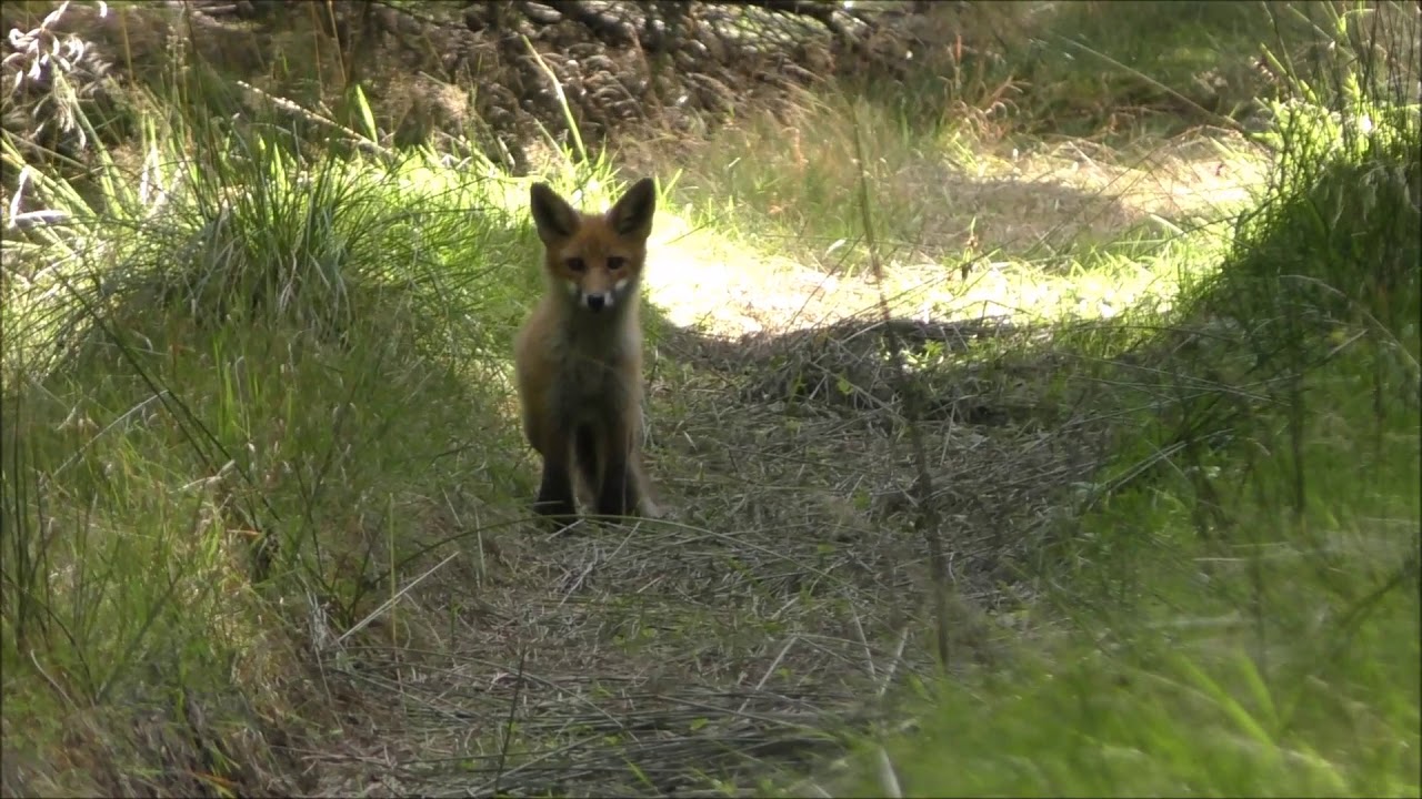 Junger Fuchs Im Soonwald Naturwerk Mainz Palao Und Wildnisschule Youtube