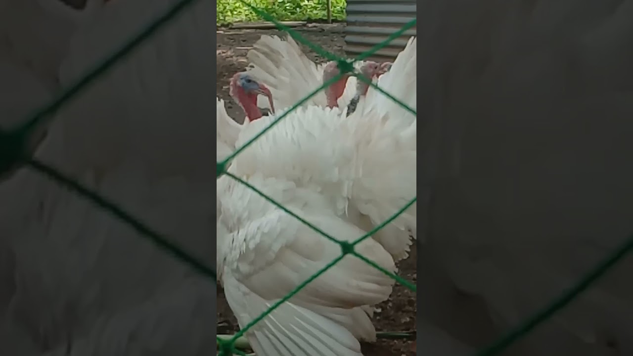 white holland turkey