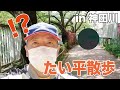 【たい平散歩】小遊三師匠発見!?