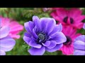 下北ひとり かずえ