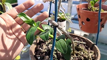 Khách Hàng Review Sản Phẩm Dịch Chuối của Nguyễn Quốc Tư