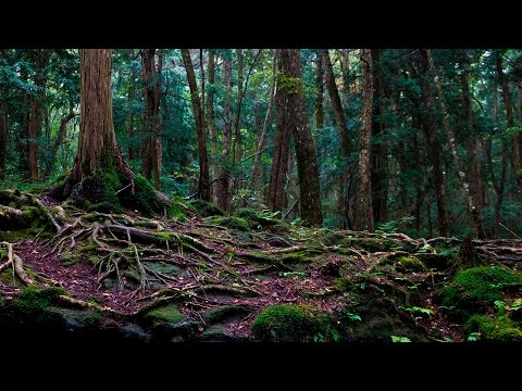 Video: La Foresta Dei Suicidi In Giappone - Visualizzazione Alternativa