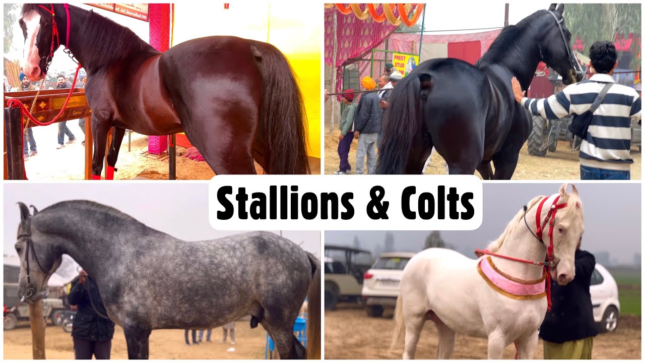 Ladki Aur Ghoda Sexy Video - Muktsar Horse Fair 2023 | Stallions & Colts Special Jan 13 Maghi Mela Ghoda  Mandi - YouTube