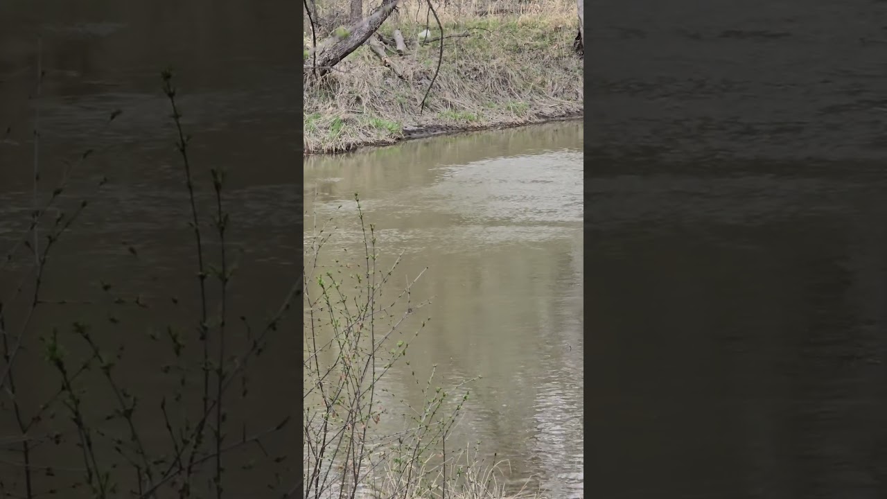 Unexpected goose landing at end of my river ripples vid. From the sky! #short #canadageese #wildlife