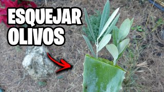 Como Hacer Esquejes de Olivo | La Huerta de Ivan