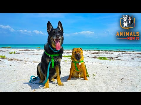 Videó: Doggo Weirdos akik szeretik a fürdőket