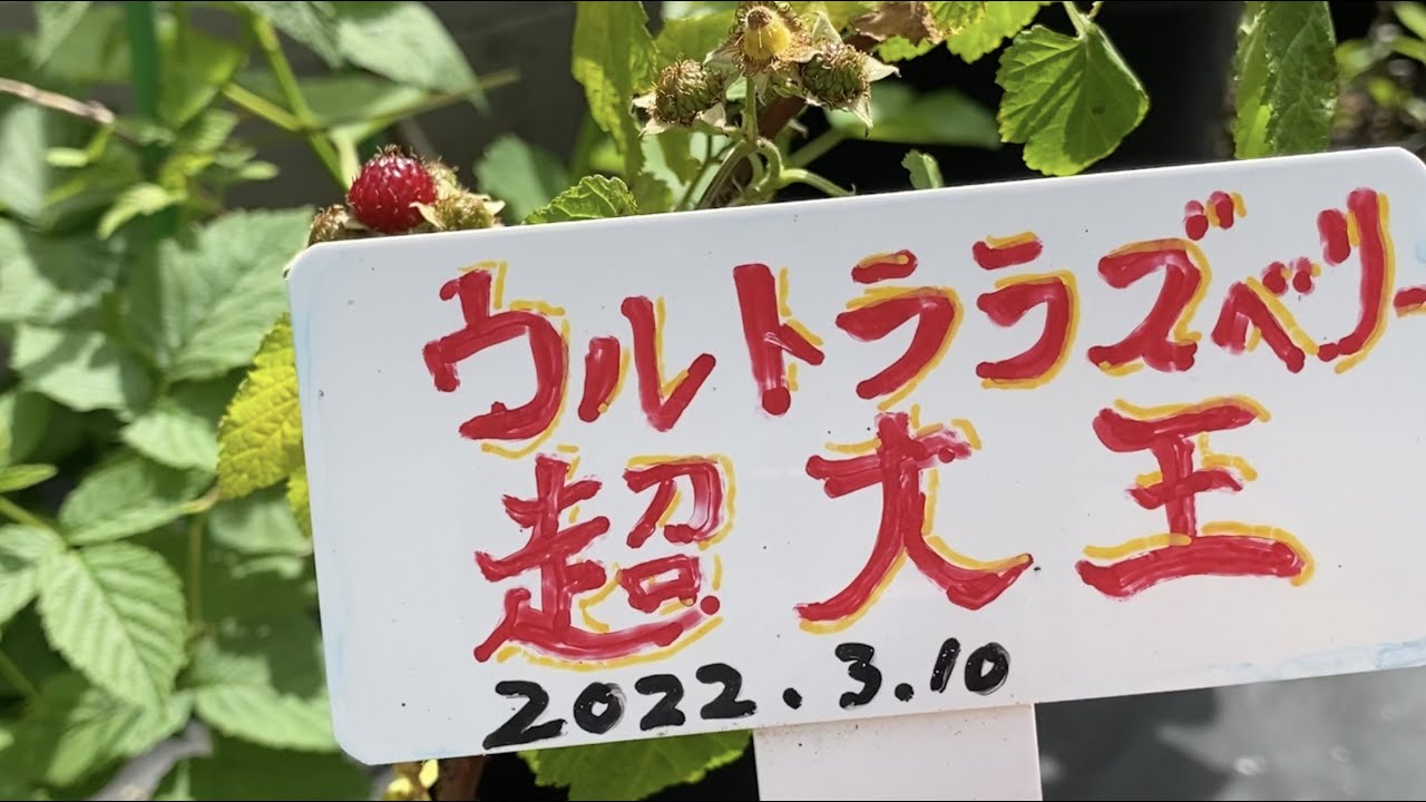 ウルトララズベリーは「美味い？不味い？」「デカい？買うべき？」これ