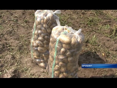Video: Կարտոֆիլի բերքը մինչեւ հունիս