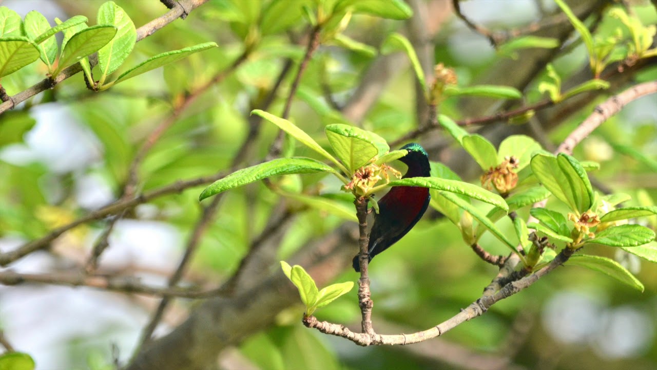นกกินปลีคอสีม่วง Van Hasselt's Sunbird (Leptocoma brasiliana) 