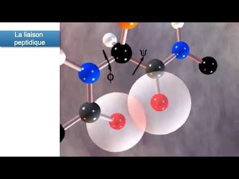 Vidéo: Les liaisons peptidiques sont-elles des liaisons hydrogène ?
