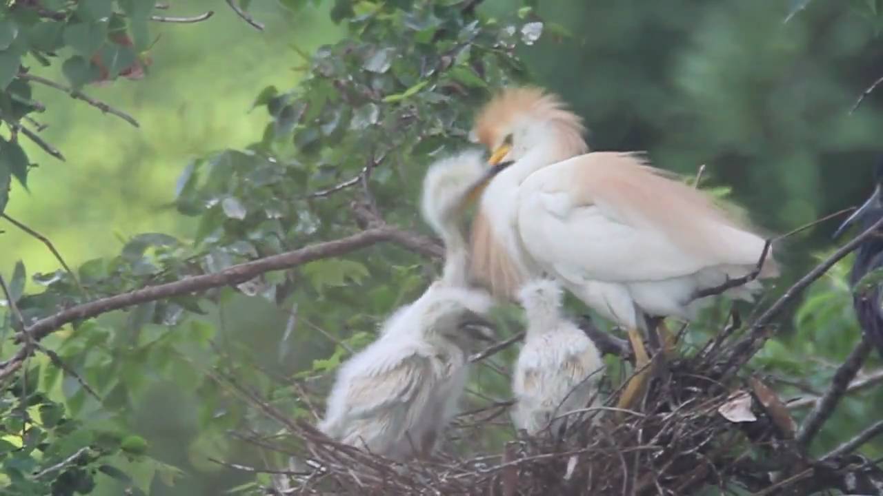 Rips Rookery RIP'S ROOKERY - YouTube