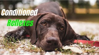 conditioned reflexes by Pavlov