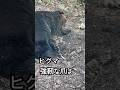ヒグマの強靭な爪#ヒグマ#北海道#wildlife#サホロリゾートベアマウンテン#熊#bear#動物#自然#狩猟#ハンティング#有害鳥獣駆除#ひぐま#animals#クマ#くま