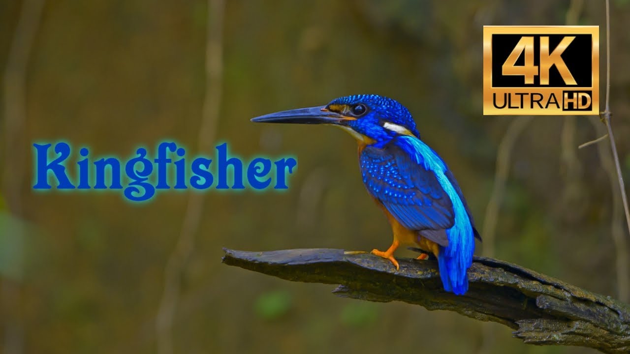 Kingfisher 4K
