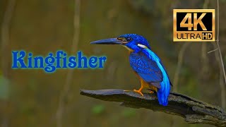 Kingfisher 4K
