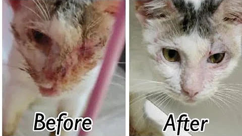 Amazing Transformation Of Morgan After 10 Days. Up...