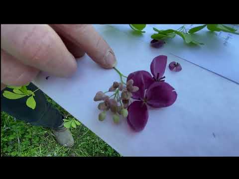 Видео: Five Leaf Akebia Info: Как вырастить шоколадную лозу Akebia Quinata в саду