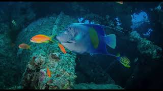 2022 Croisière Égypte - Diving Attitude - Subaqua Le Locle