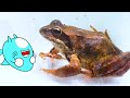 【サメニン生き物観察】北海道の知床アルパで川の生き物を観察したぞ！