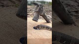 DIY SNAKE TRAP #USING HUMER #EASY SNAKE TRAP #TRENDING VIDEO #VIRAL #SHORTS FOR YOU FEEDS