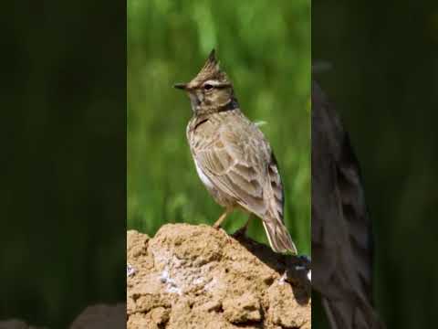 Video: Crested Lark: fotografija i opis