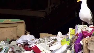 Assignment #3: Video Collage