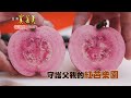 【精彩內容搶先看！】紅皮紅果肉 一年只一收稀有&quot;紅芭樂&quot;