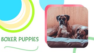 boxer puppies - most popular boxer dogs - boxer puppy