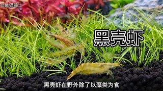 草缸里黑壳虾除藻非常厉害它还有一个很大的好处你知道吗