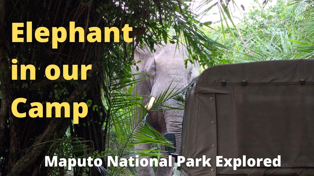 Elephant Behavior and Human-Wildlife Coexistence in National Parks
