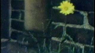 Sesame Street - Sad flower film