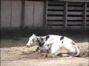 auction draft HSUS Examines Livestock Auctions