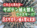 これを見ればあなたも「サボテン植え替えマイスター‼?」巨大サボテン植え替え実演‼【掛川花鳥園公式】